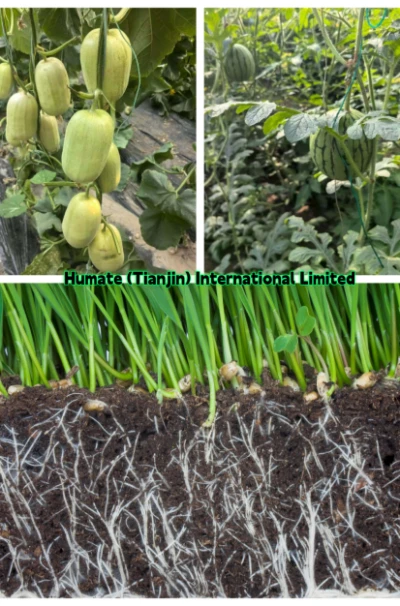 seaweed granules fertilizer